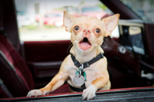 Barking Chihuahua guarding his owner's vehicle. 