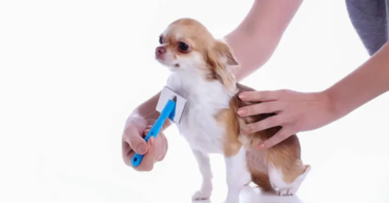The Top 11 Brushes To Make Your Chihuahua Coat Appear Smooth And Lovely
