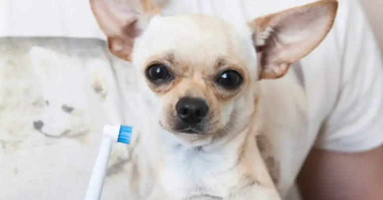 The 8 Best Dog Toothbrushes For Chihuahuas of 2024