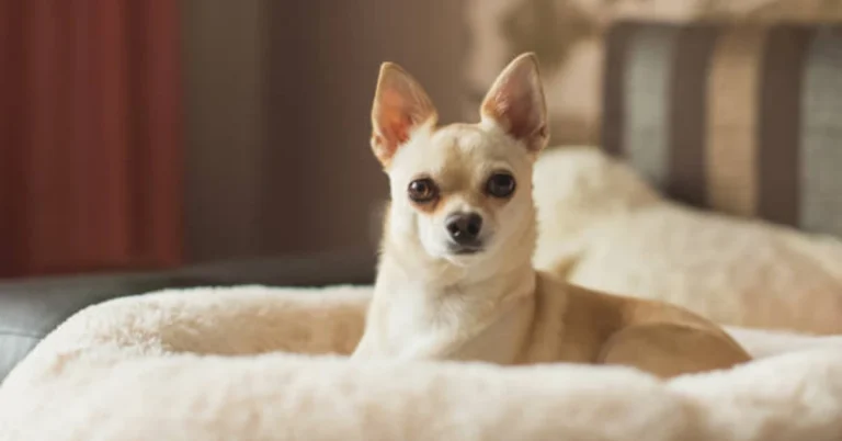 The Top 6 Chihuahua Dog Beds