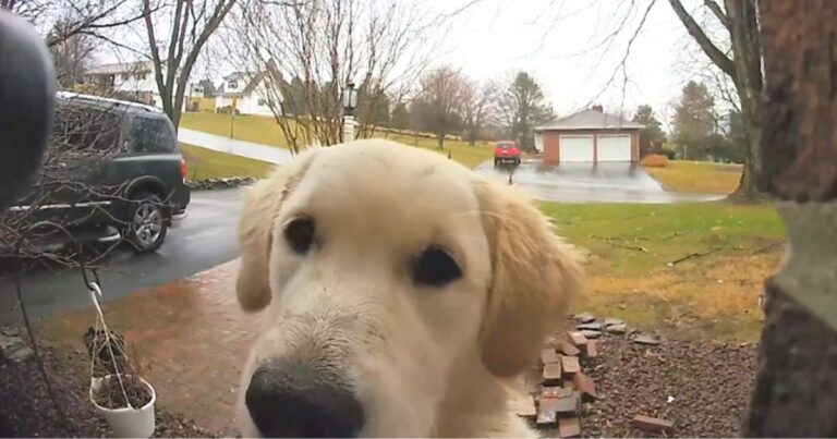 Golden Retriever puppy escapes the house and plans a ‘smart scheme’ to get back in