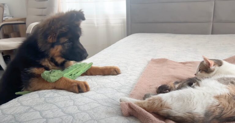 German Shepherd dog meets tiny kittens for the first time, melting 24 million hearts in the process.