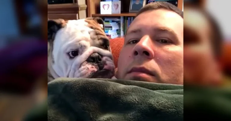 Spurned Bulldog gives dad a pitiful expression, earning him over 8 million views online.