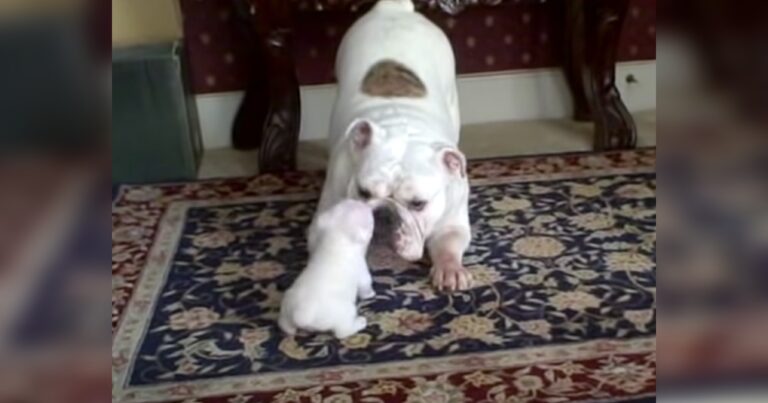 Angry baby bulldog throws tantrum to mama, garnering 32 million views.
