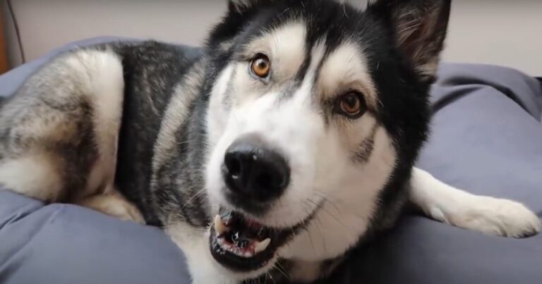 Dog responds hilariously when a woman tells him he’s adopted, collecting 10 million views.
